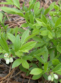 Late Lowbush Blueberry