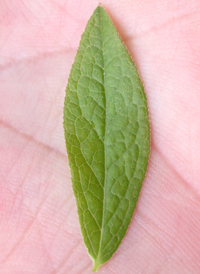 Late Lowbush Blueberry