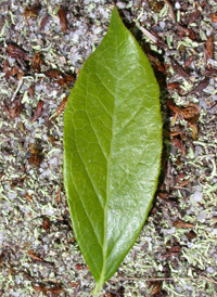 New Jersey Blueberry