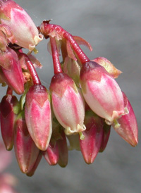 Southern Highbush Blueberry