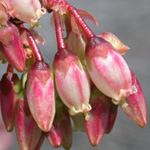 Highbush Blueberry Highbush Blueberry