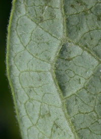 Southern Highbush Blueberry