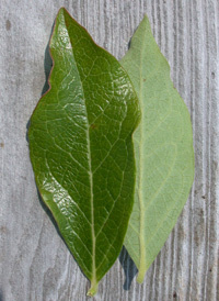 Southern Highbush Blueberry