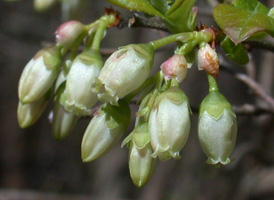 Southern Highbush Blueberry