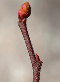 Southern Highbush Blueberry