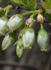 Southern Highbush Blueberry