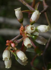 Black Highbush Blueberry