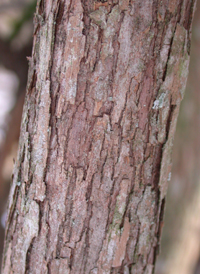 Black Highbush Blueberry