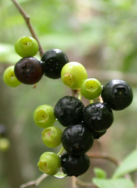 Black Highbush Blueberry