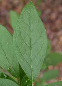 Black Highbush Blueberry