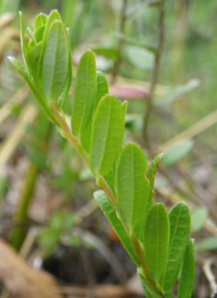 Large Cranberry