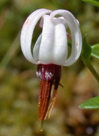 Large Cranberry