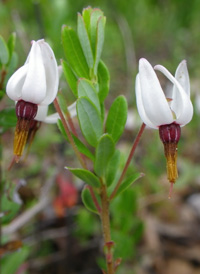 Large Cranberry