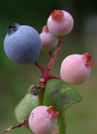 Early Lowbush Blueberry