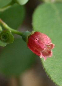 Early Lowbush Blueberry