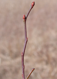 Early Lowbush Blueberry