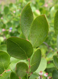 Early Lowbush Blueberry