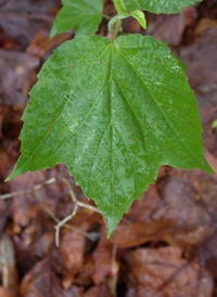 Maple-leaved Arrowwood