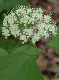 Maple-leaved Arrowwood