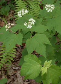 Maple-leaved Arrowwood