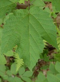 Maple-leaved Arrowwood