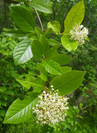 Possumhaw