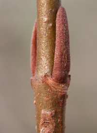 Possumhaw