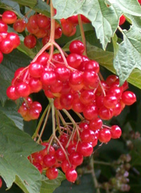 Guelder-rose