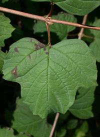 Guelder-rose