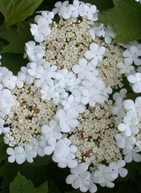 Guelder-rose