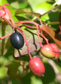 Blackhaw