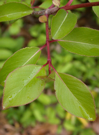 Blackhaw