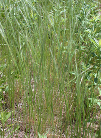 Rat's-tail Fescue