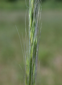 Rat's-tail Fescue