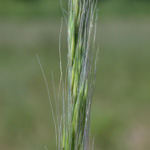 Rat's-tail Fescue Rat's-tail Fescue