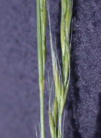 Rat's-tail Fescue