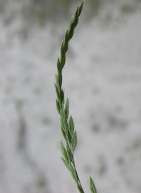 Slender Squirrel-tail Fescue