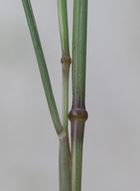 Slender Squirrel-tail Fescue