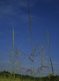 Annual Wild-rice