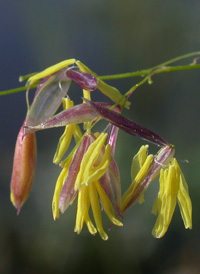 Annual Wild-rice