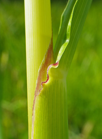 Annual Wild-rice