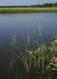 Annual Wild-rice