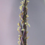 Manilagrass Manilagrass