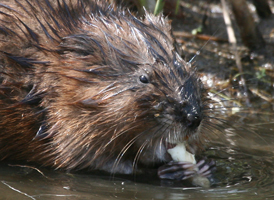 Common Muskrat