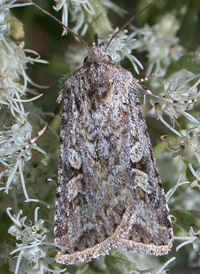 Rubbed Dart