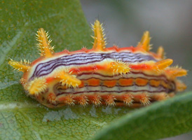 Stinging-rose Parasa
