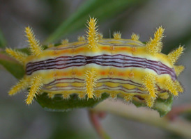 Stinging-rose Parasa