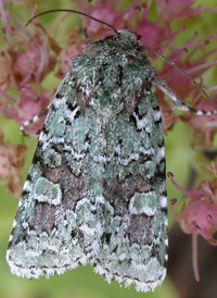 Rust-spotted Green Arches