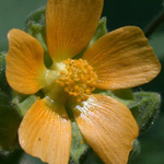 Velvetleaf Velvetleaf