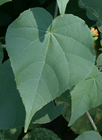 Velvetleaf